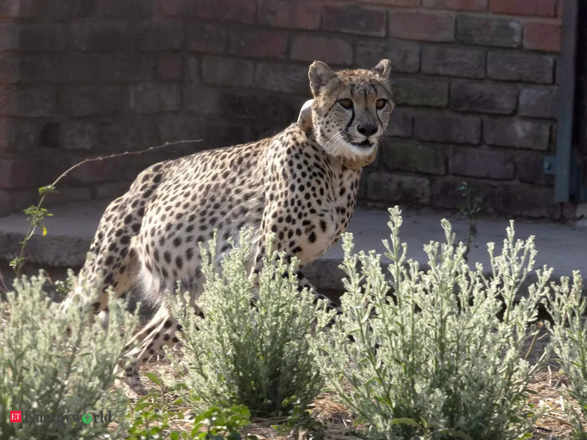 ioc: IOC gives Rs 50 cr for Cheetah relocation project, Energy News, ET  EnergyWorld