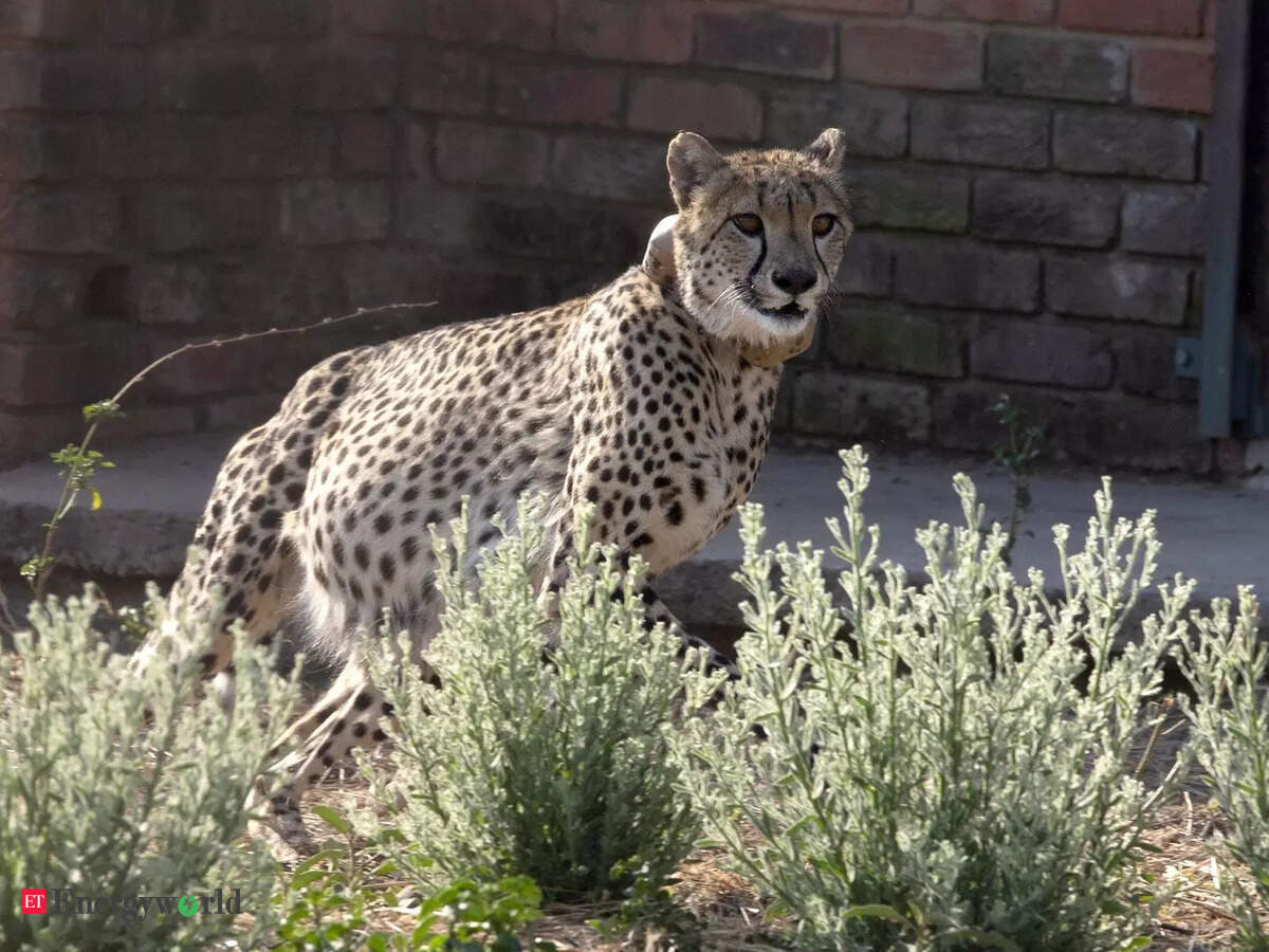 ioc: IOC gives Rs 50 cr for Cheetah relocation project, Energy News, ET EnergyWorld