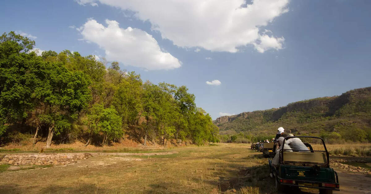 Haryana to introduce world’s largest jungle safari in 10,000 acres of