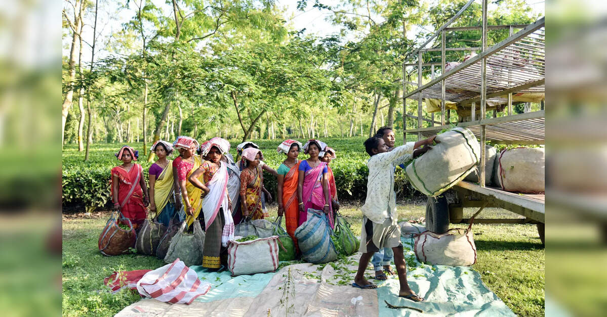 Women take centre stage in rural tourism ventures in Assam district ...