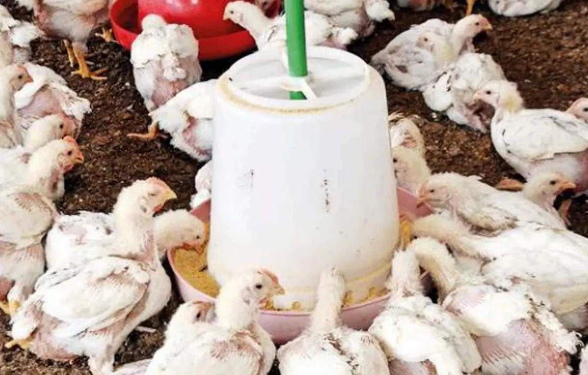 Chile detecta primer caso de gripe aviar en un humano, Health News, ET HealthWorld